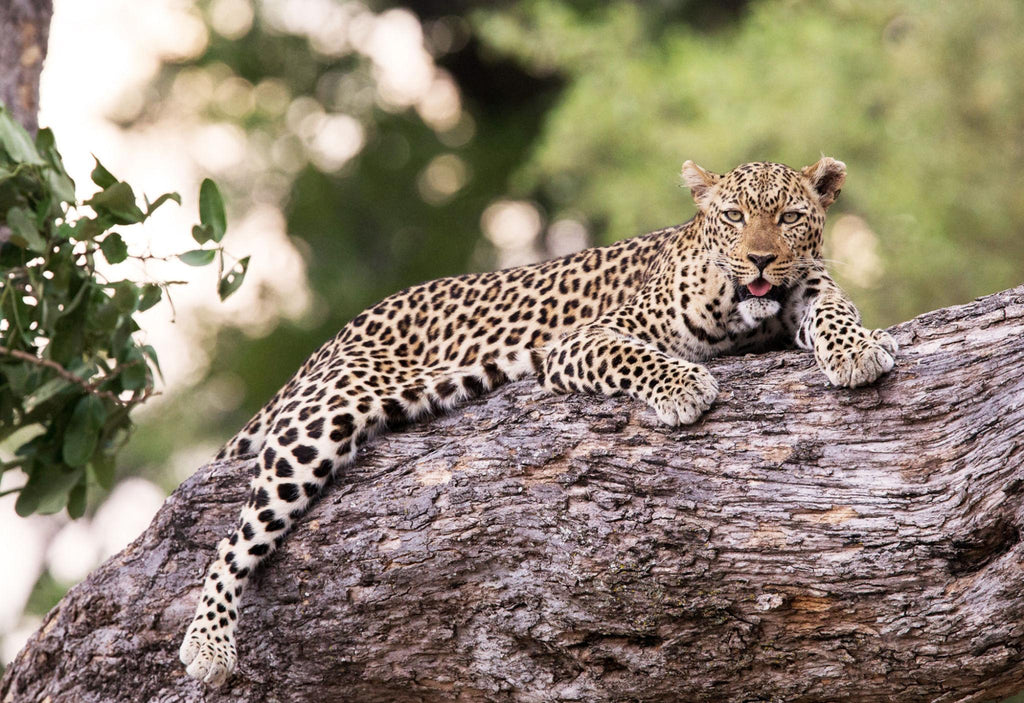 🇿🇲 🦁 Lusaka · South Luangwa · Kafue National Park Safari · Zambia · 9 Days