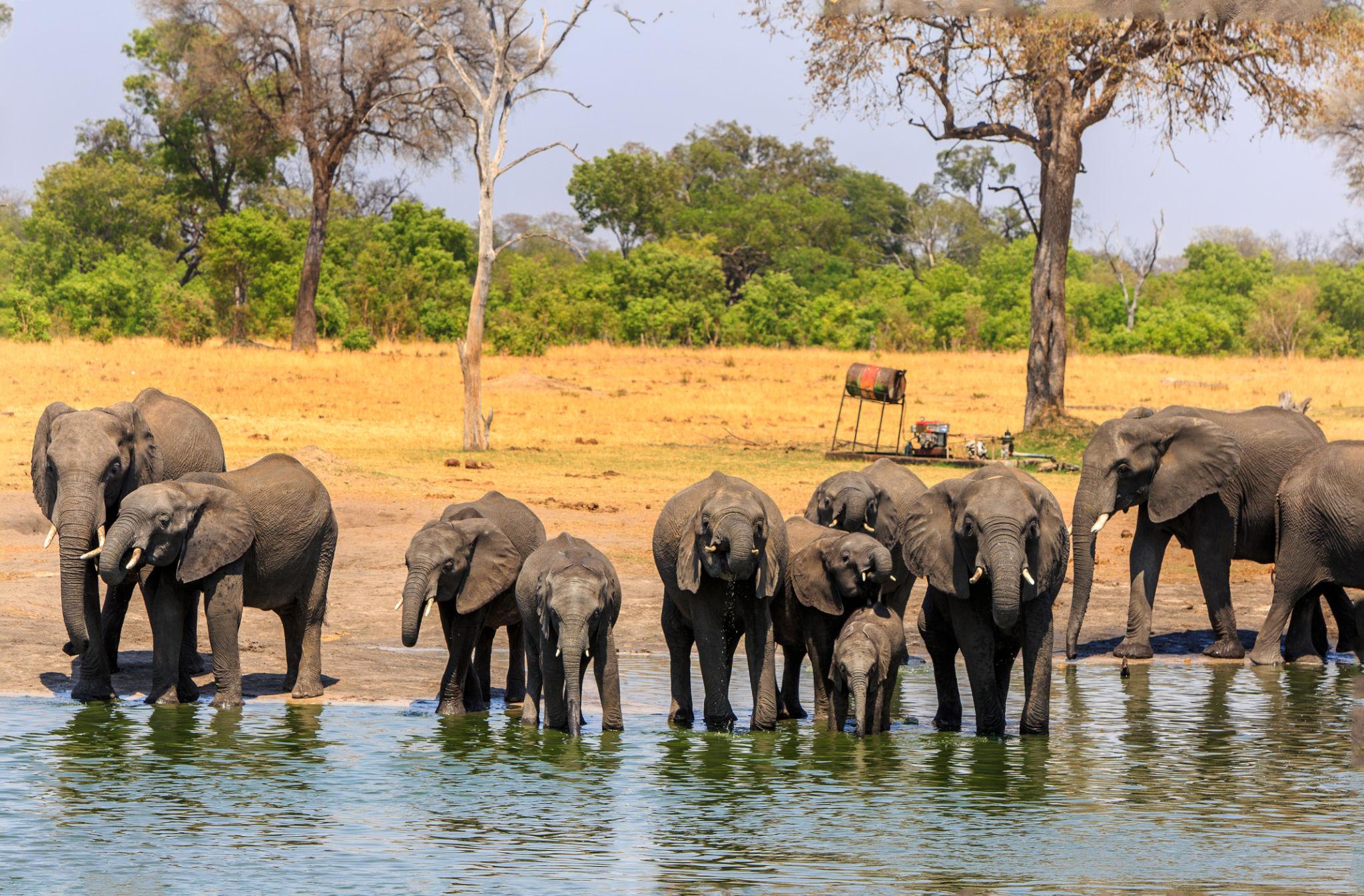 🇿🇼 🦁 Harare · Hwange · Victoria Falls Zimbabwe Side · 9 Days