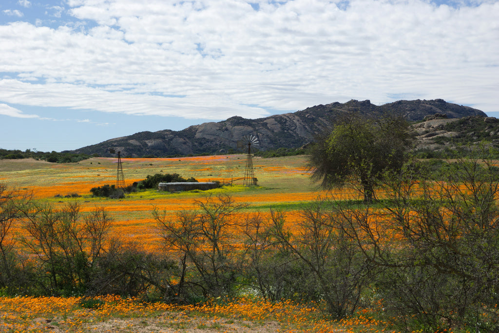 🇿🇦 🌼🏜️ Kgalagadi Desert Region & Namaqualand (Northern Cape) — South Africa | Daylite Digital