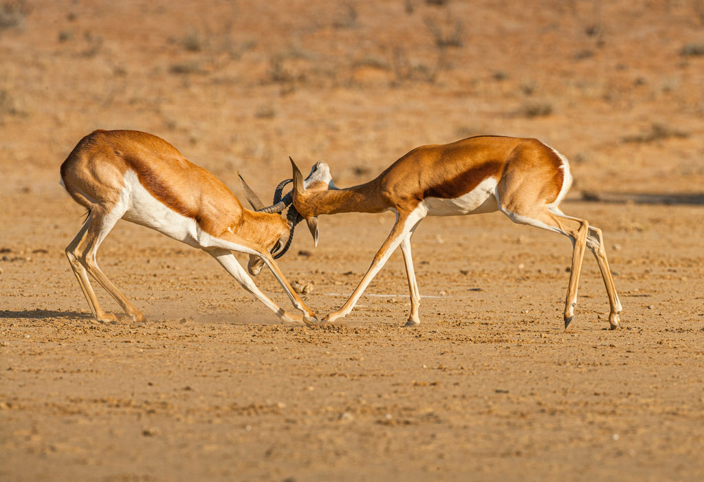 🇿🇦 🌼🏜️ Kgalagadi Desert Region & Namaqualand (Northern Cape) — South Africa | Daylite Digital