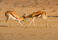 🇿🇦 🌼🏜️ Kgalagadi Desert Region & Namaqualand (Northern Cape) — South Africa | Daylite Digital