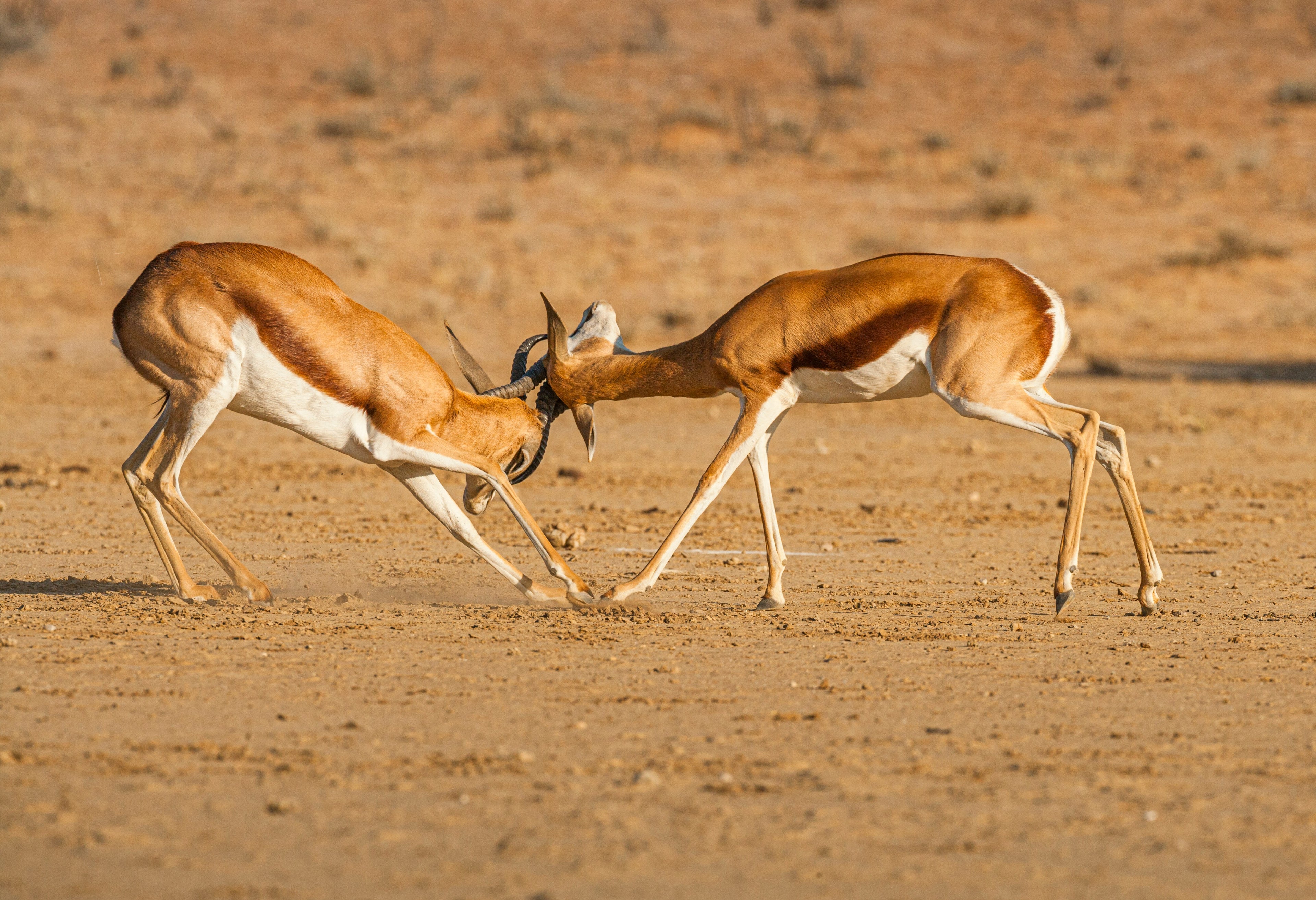 🇿🇦 🌼🏜️ Kgalagadi Desert Region & Namaqualand (Northern Cape) — South Africa | Daylite Digital