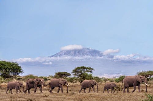 🇰🇪 🐘 Amboseli & Kilimanjaro View Safari — Kenya | Daylite Digital