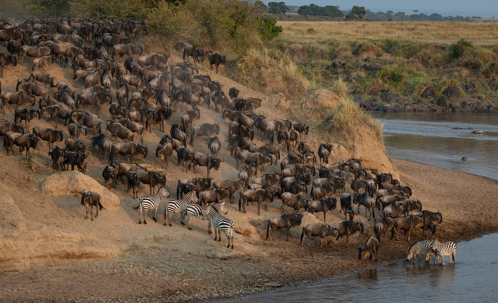 🇰🇪 🦁 Masai Mara & Great Migration Safari — Kenya | Daylite Digital
