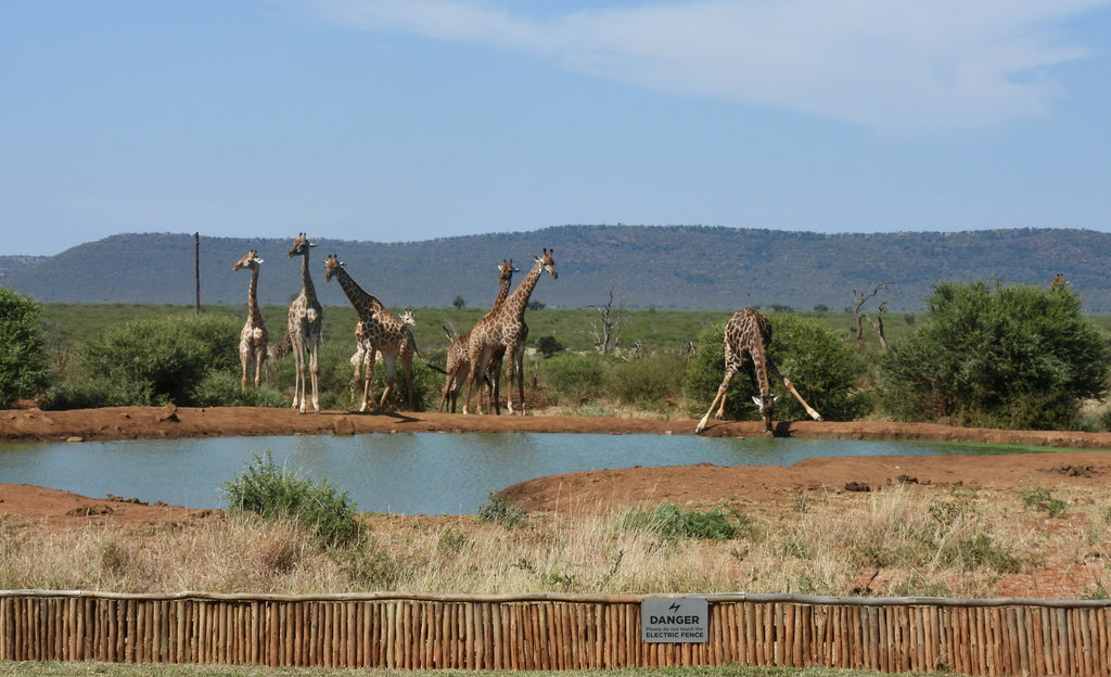 🇿🇦 🦁 Madikwe & Sun City Safari — South Africa | Daylite Digital